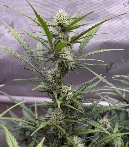 Iced Latte. Week 7 - Day 47