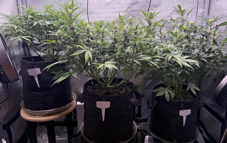 Original Big Bud. Week 7 - Day 43