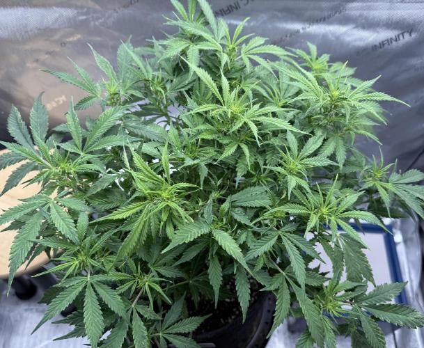 Original Big Bud. Week 7 - Day 43