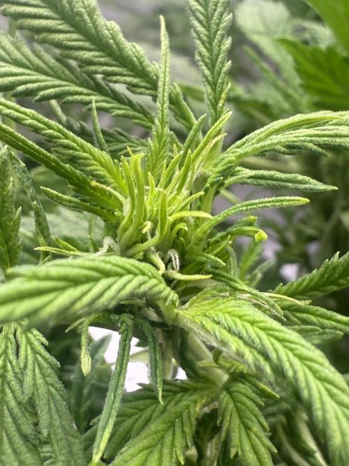 Original Big Bud. Week 7 - Day 43