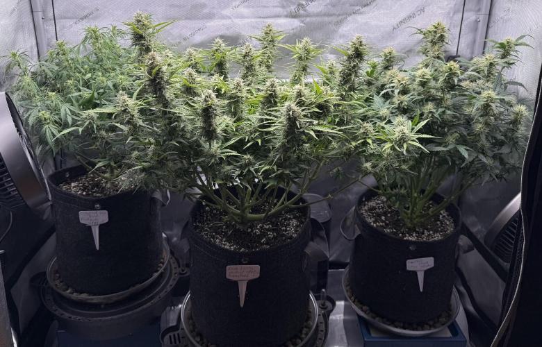 Grandpa’s Stash. Week 8 - Day 56