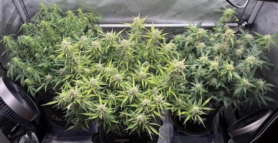 Grandpa’s Stash. Week 8 - Day 56