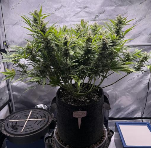 Iced Latte. Week 8 - Day 56