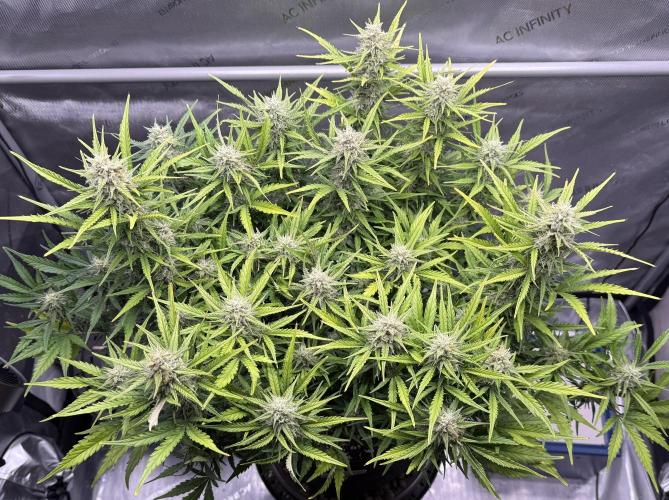 Iced Latte. Week 8 - Day 56