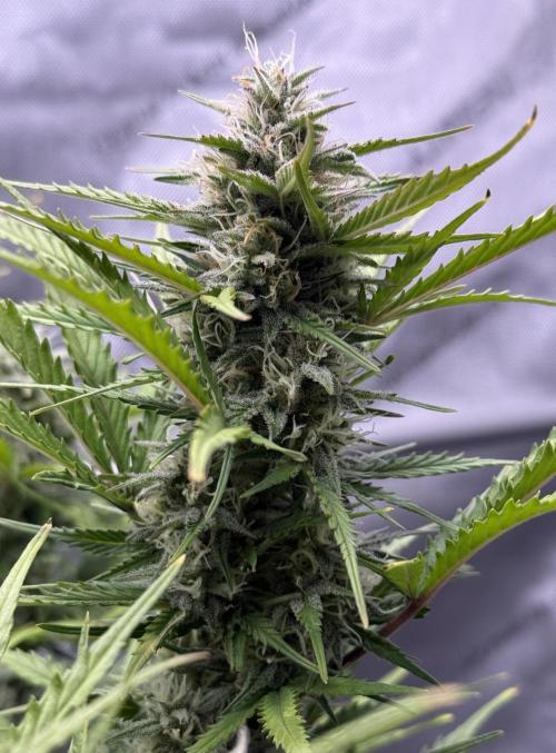 Iced Latte. Week 8 - Day 56