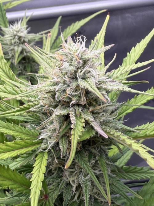 Iced Latte. Week 8 - Day 56