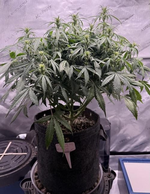 Original Big Bud. Week 8 - Day 52
