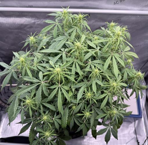 Original Big Bud. Week 8 - Day 52