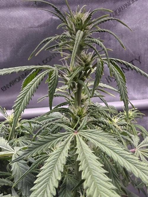 Original Big Bud. Week 8 - Day 52