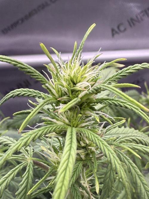 Original Big Bud. Week 8 - Day 52