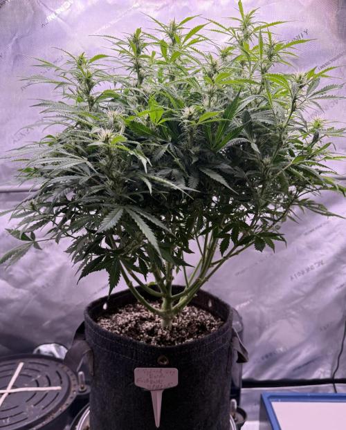 Original Big Bud. Week 9 - Day 60