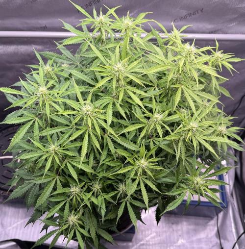 Original Big Bud. Week 9 - Day 60