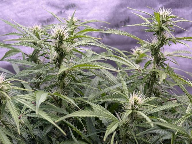 Original Big Bud. Week 9 - Day 60