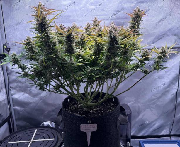 Iced Latte. Week 9 - Day 64