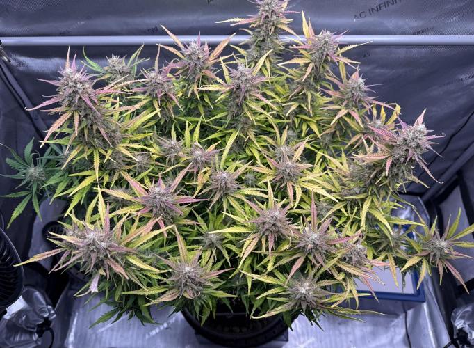 Iced Latte. Week 9 - Day 64