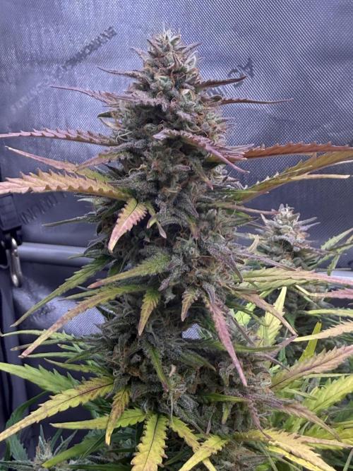 Iced Latte. Week 9 - Day 64