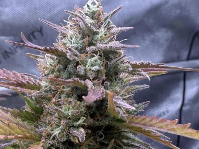 Iced Latte. Week 9 - Day 64