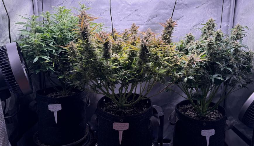 Grandpa’s Stash. Week 9 - Day 64