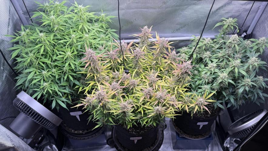 Grandpa’s Stash. Week 9 - Day 64