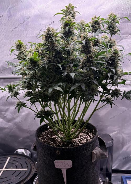 Grandpa’s Stash. Week 9 - Day 64