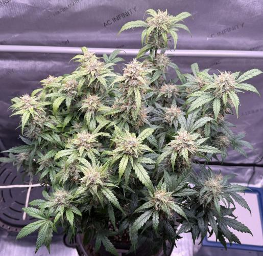 Grandpa’s Stash. Week 9 - Day 64