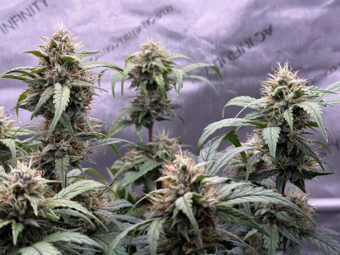 Grandpa’s Stash. Week 9 - Day 64