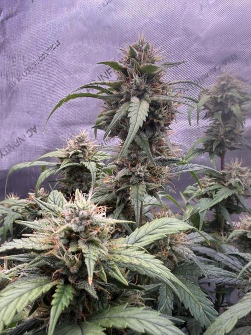 Grandpa’s Stash. Week 9 - Day 64