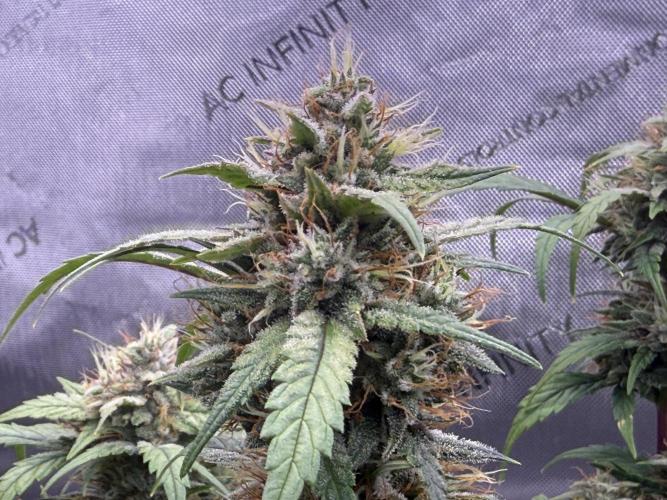 Grandpa’s Stash. Week 9 - Day 64