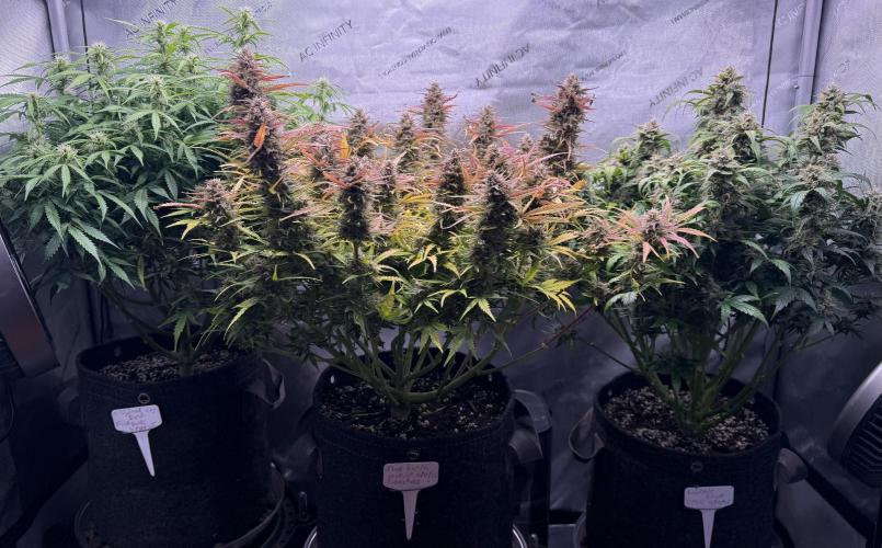 Original Big Bud. Week 9 - Day 63