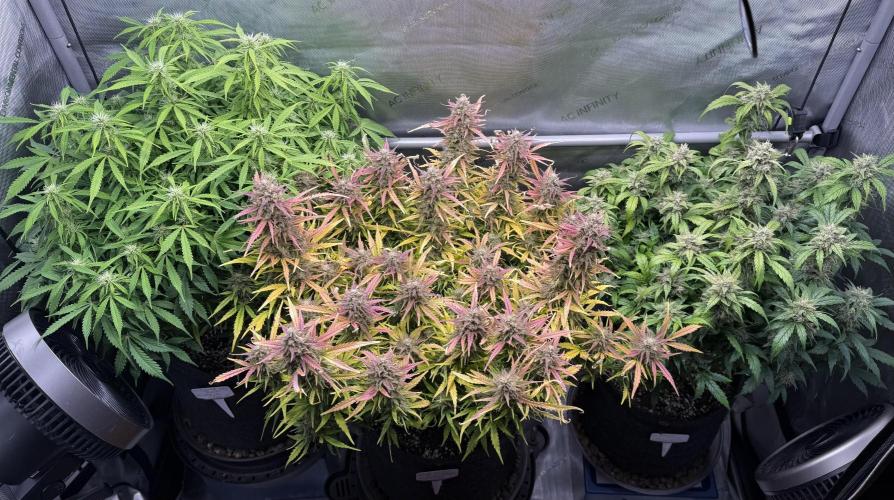 Original Big Bud. Week 9 - Day 63