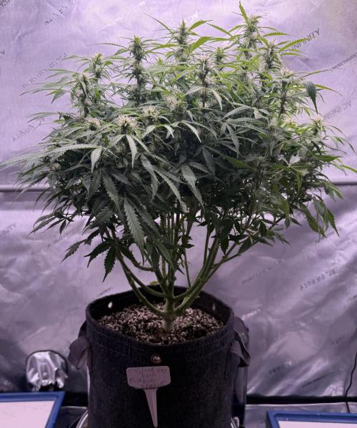 Original Big Bud. Week 9 - Day 63
