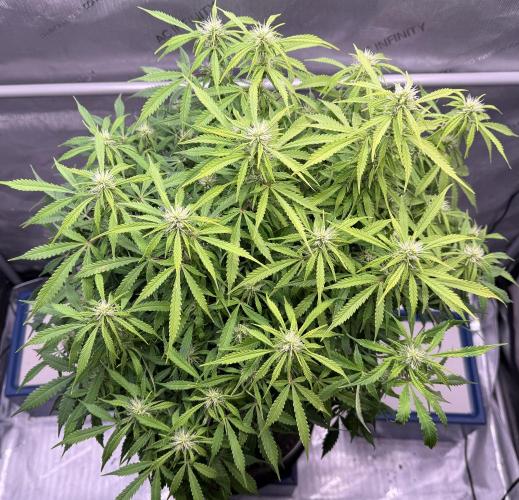 Original Big Bud. Week 9 - Day 63