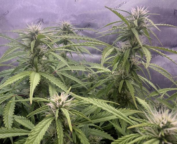 Original Big Bud. Week 9 - Day 63