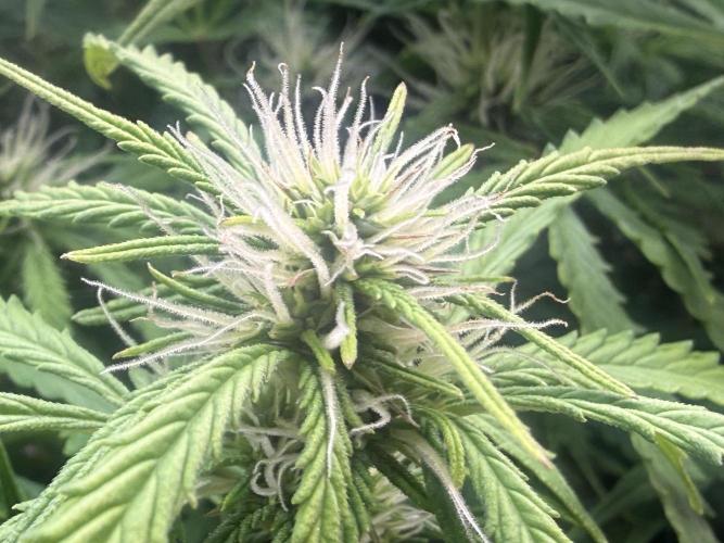 Original Big Bud. Week 9 - Day 63