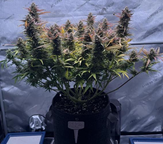 Iced Latte. Week 10 - Day 67