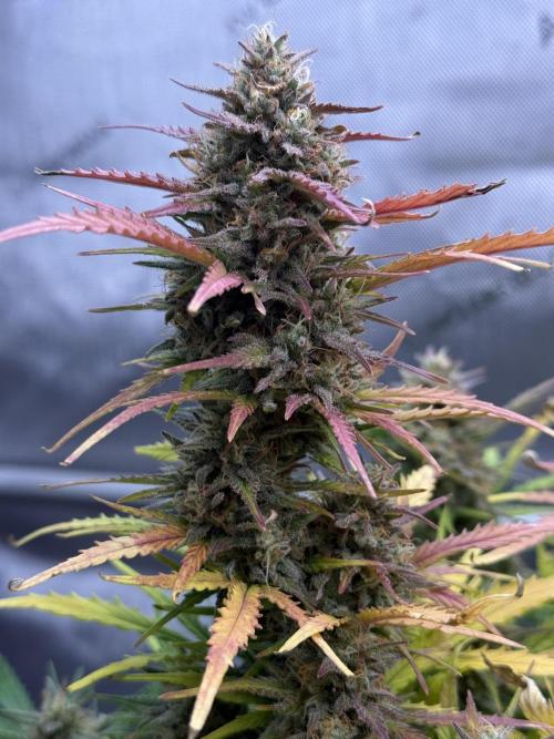 Iced Latte. Week 10 - Day 67