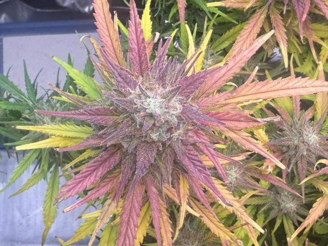 Iced Latte. Week 10 - Day 67