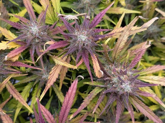 Iced Latte. Week 10 - Day 67