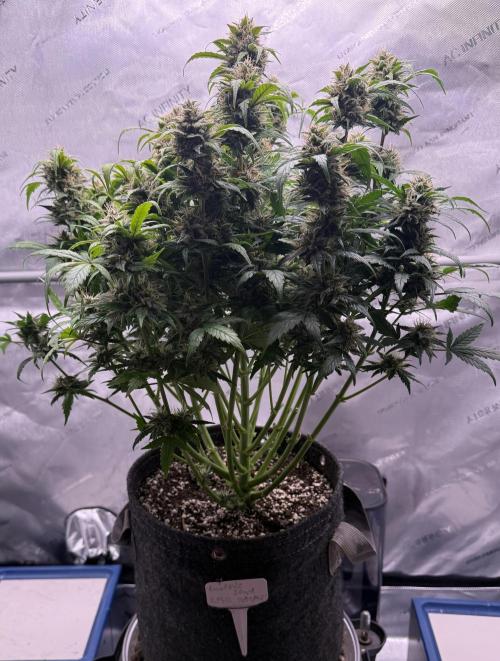 Grandpa’s Stash. Week 10 - Day 67