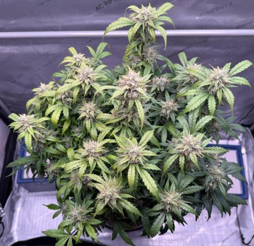 Grandpa’s Stash. Week 10 - Day 67