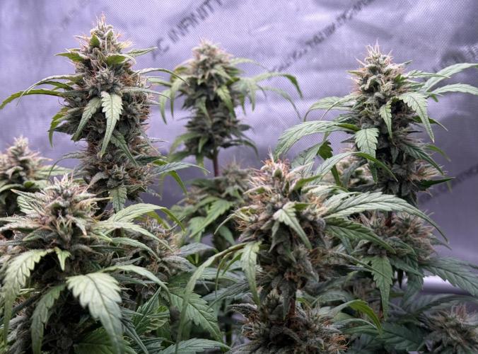 Grandpa’s Stash. Week 10 - Day 67