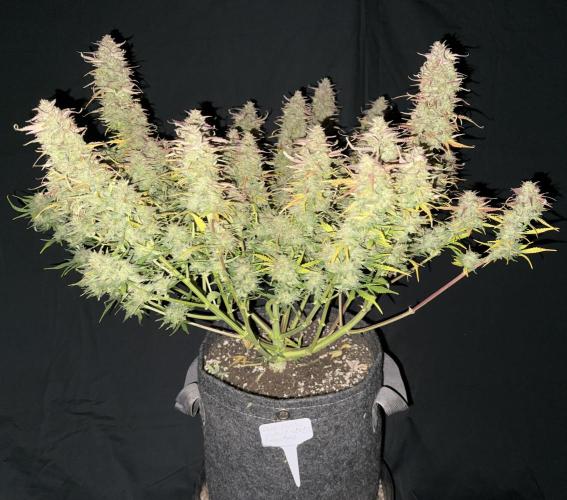 Iced Latte. Week 11 - Day 70