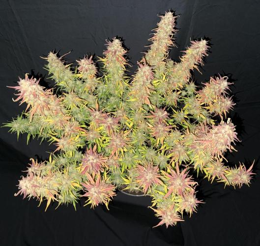 Iced Latte. Week 11 - Day 70