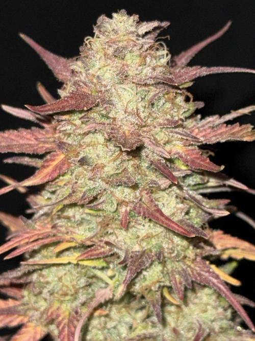 Iced Latte. Week 11 - Day 70