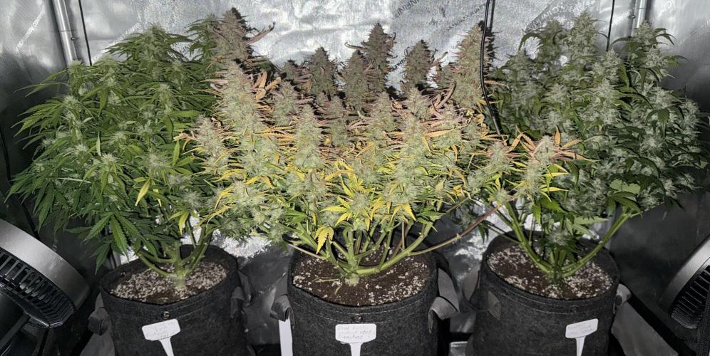 Iced Latte. Week 10 - Day 70