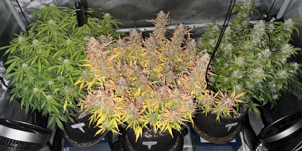 Iced Latte. Week 10 - Day 70