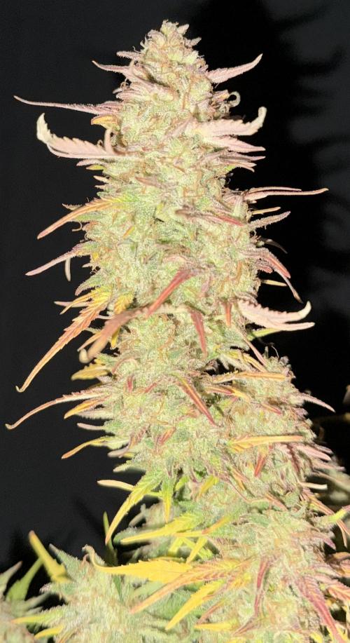 Iced Latte. Week 10 - Day 70