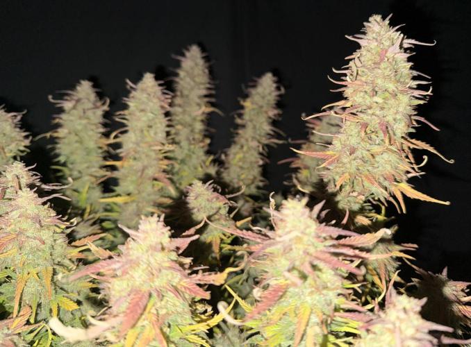 Iced Latte. Week 10 - Day 70