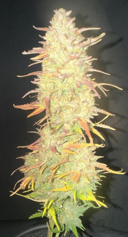 Iced Latte. Week 10 - Day 70