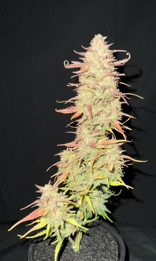 Iced Latte. Week 10 - Day 70